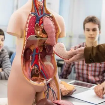 טורסו אנושי הגוף מודל האנטומיה אנטומי רפואי איברים פנימיים מלמד